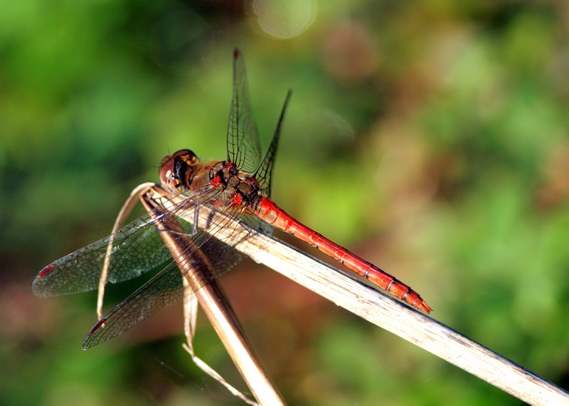 Sympetrum